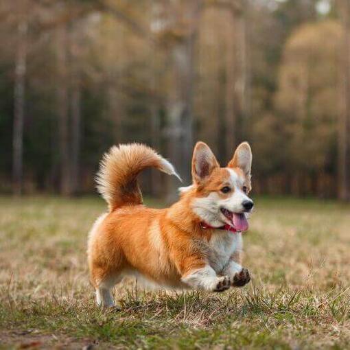 poezii.online Sweetcorgi🐶