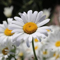 poezii.online Greu e să pieri