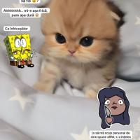 AnaS