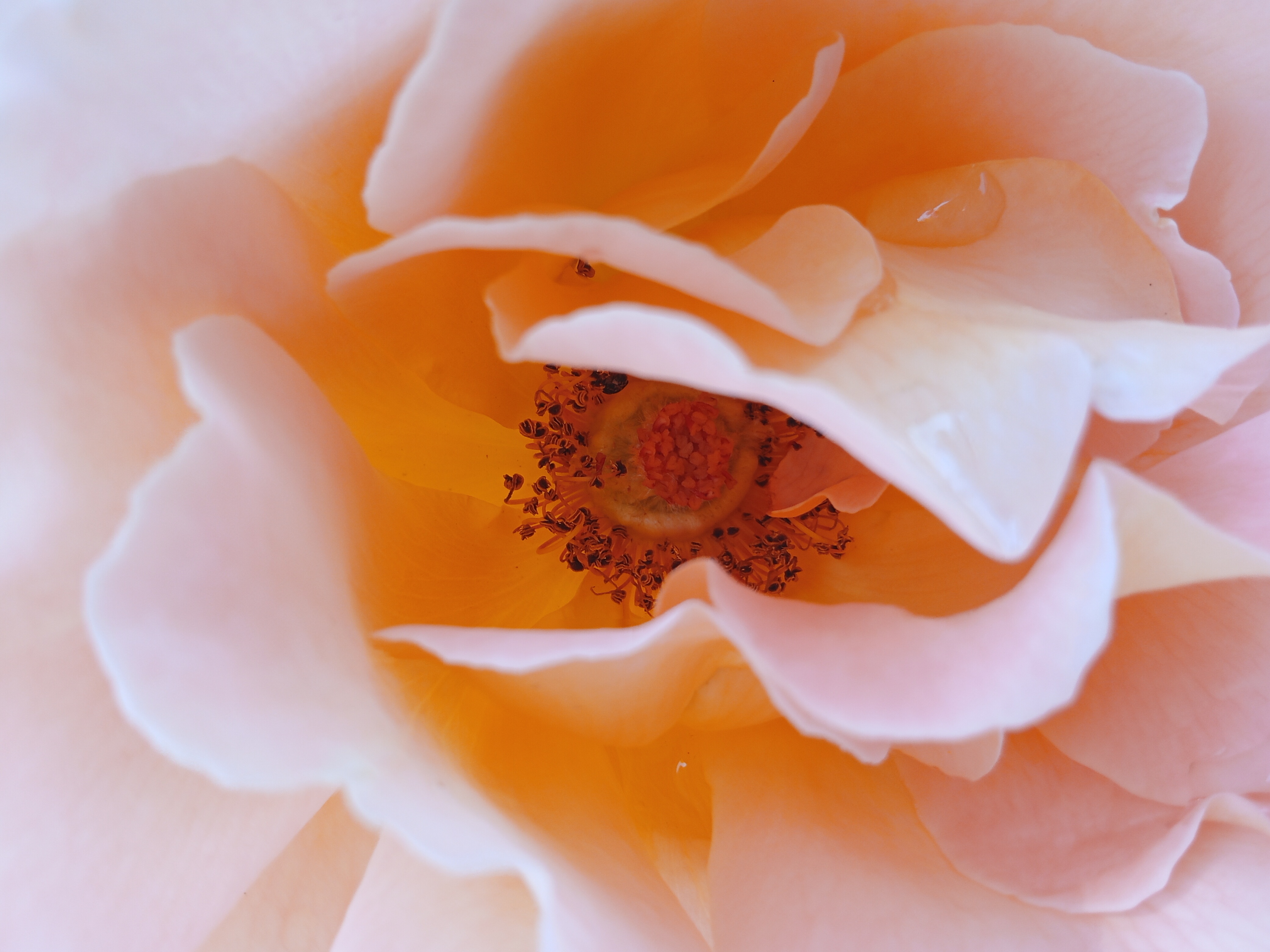 Flori, frumoase flori...